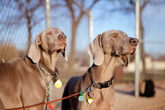 Pet ID Tag Engraving Machine, MAGIC™-2S